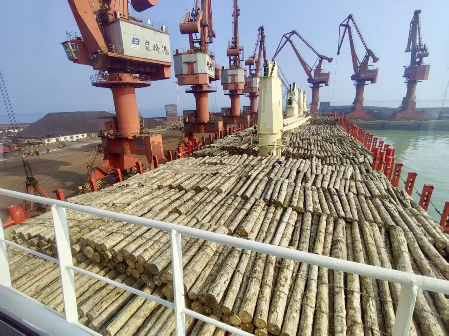 稳链拓新  聚势跃升 ——轻出公司2025年原木进口量翻倍 